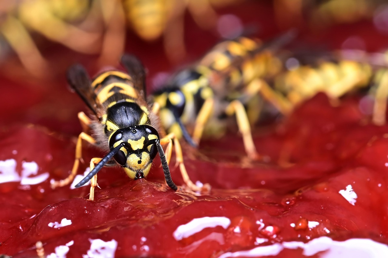 Marmelade kochen: Früchte haltbar machen