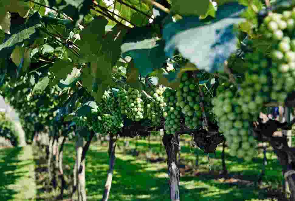 Entdeckung der Weinberge: Ein Eintauchen in die Welt des Weins und ihre Geheimnisse