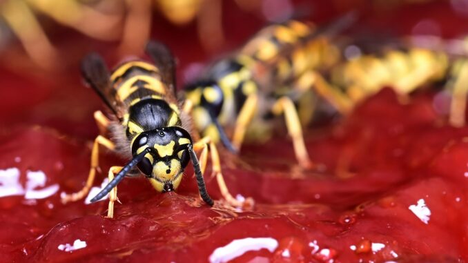 entdecken sie k&ouml;stliche rezepte und tipps zur herstellung von hausgemachter marmelade &ndash; einfach, lecker und nat&uuml;rlich.